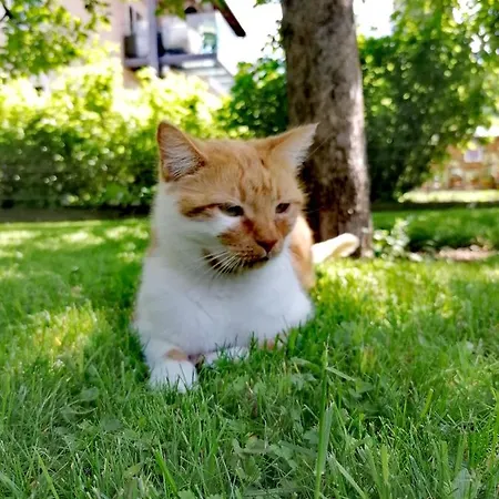 Appartement Flo's Grossarl