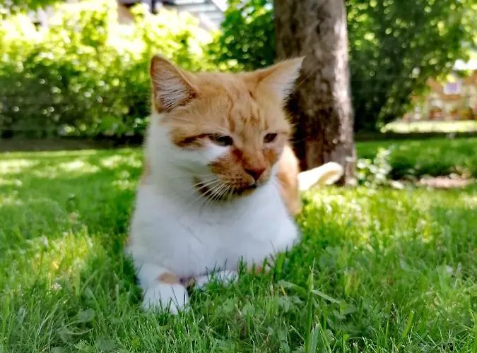 Appartamento Flo's Grossarl